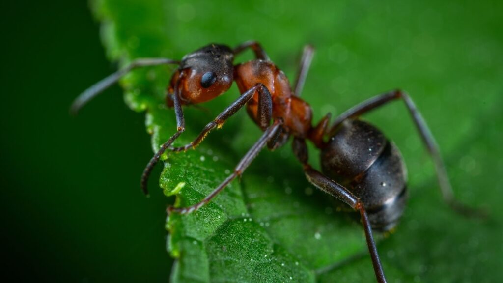 Ant control