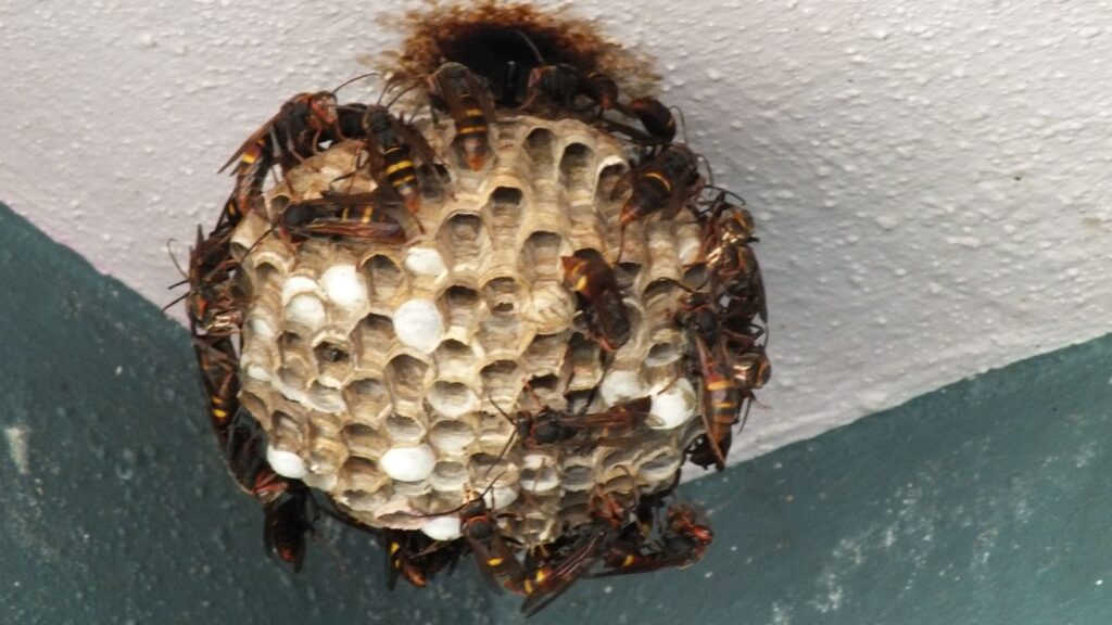 Wasp control